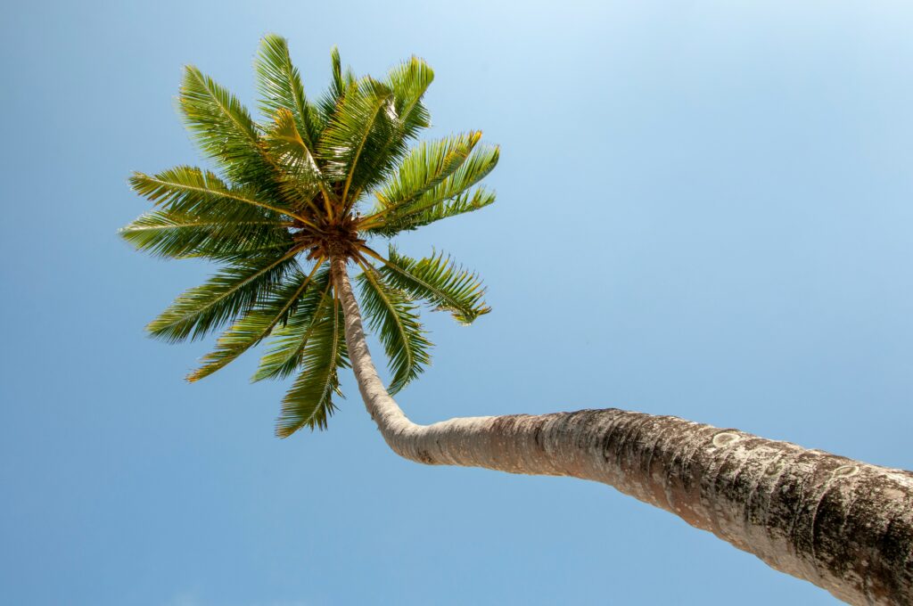 green palm tree under blue sky during daytime