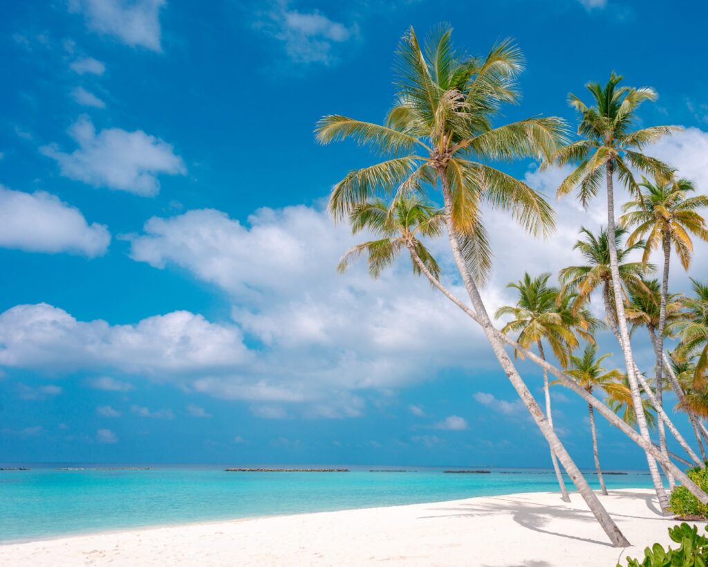 Coconut Trees on the Shore